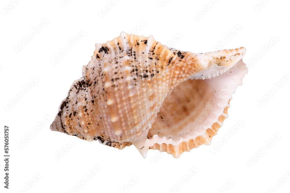 isolated shell of ocean mussel and snail isolated shell of ocean mussel and snail