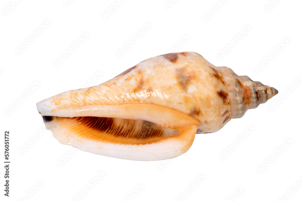 isolated shell of ocean mussel and snail isolated shell of ocean mussel and snail