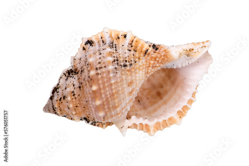 isolated shell of ocean mussel and snail