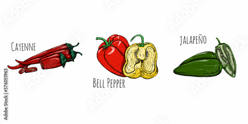 Hand drawing peppers. Hot pepper. Botanical illustration