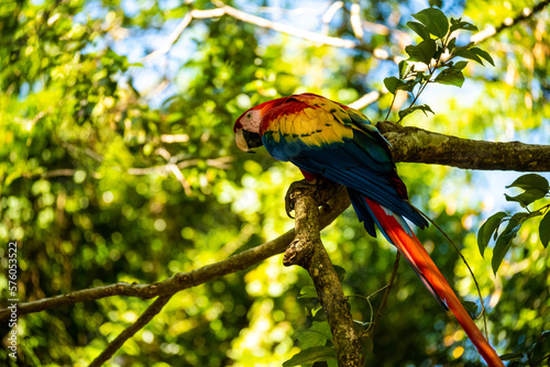 Roatan, Honduras, Karibik, Papagei