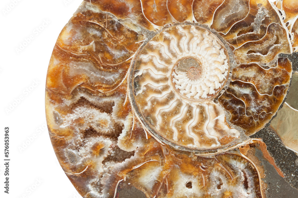 prehistoric fossil section of an ammonite prehistoric fossil section of an ammonite