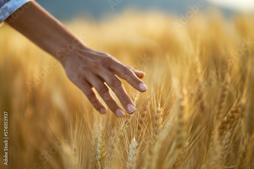 Close up of woman hands touching a spikelet of wheat in the middle of the golden ripen field. Ripe harvest time