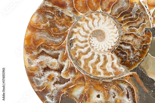 prehistoric fossil section of an ammonite