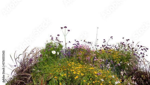 Composition of different blooming flowers in foreground isolated on white background photo