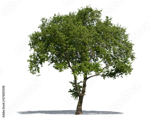 Single maple tree with shadow isolated on white background