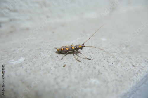 close-up photo of insect