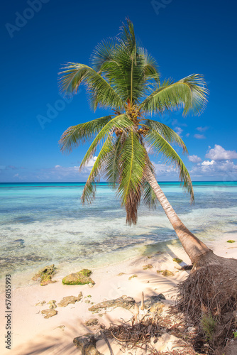 Fototapeta Naklejka Na Ścianę i Meble -  Tropical paradise beach with white sand and coconut palms. clear blue water on Saona Island in Dominican Republic. travel tourism wide panorama background concept