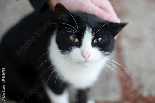 Man stroking a black and white cat on the head, close-up © Sviatlana