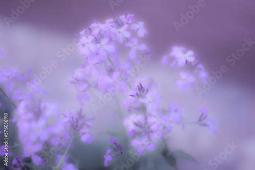 Blurred purple flowers next to green leaves