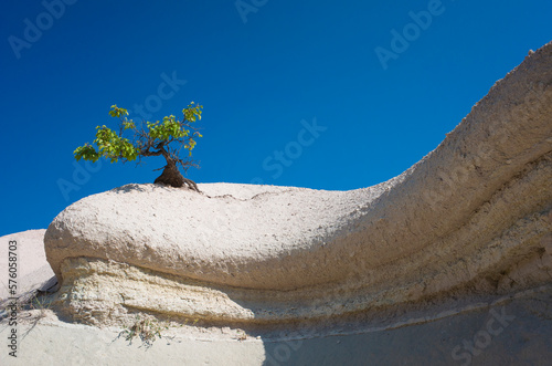 Miniature picturesque green tree growing on white soft weathered volcanic rock against blue sky, Cappadocia, Turkey, Minimalist nature photo, Natural bonsai tree