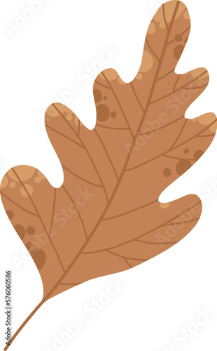 Dry autumn leave of oak, ash and birch trees of different colors. Top view of fall tree leaf. Gold, red, brown and green autumnal foliage set. Flat vector illustration isolated on white background