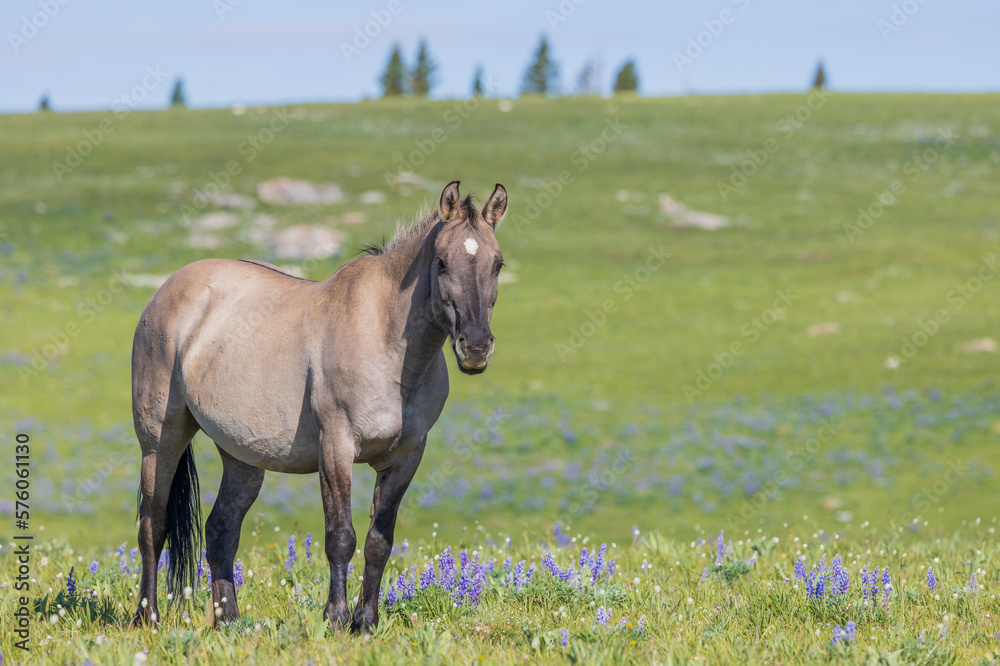 Beautiful Wild Horse in Summer in the Pryor Moutnains Montana Beautiful Wild Horse in Summer in the Pryor Moutnains Montana