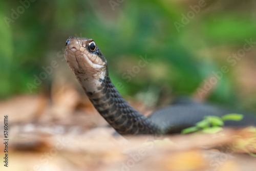 A southern black racer snake (a subspecies of eastern racer) searches for a meal at Mead Botanical Gardens in Winter Park, Florida. photo