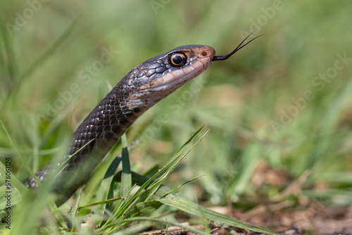 A southern black racer snake (a subspecies of eastern racer) searches for a meal at Mead Botanical Gardens in Winter Park, Florida. photo
