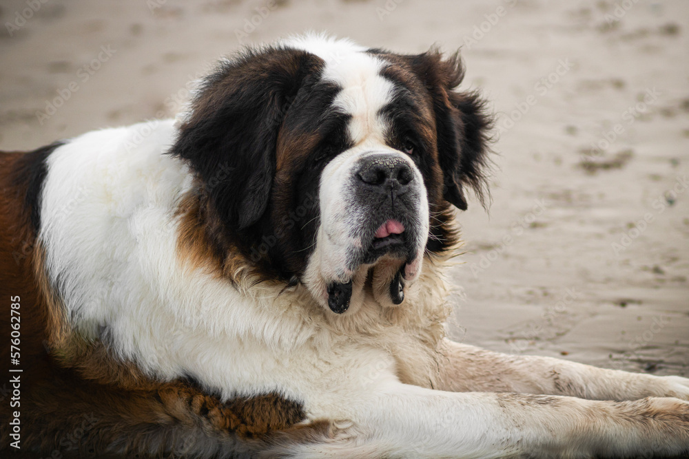 Bernard dog on a beach