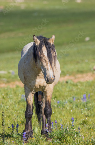 Fototapeta Naklejka Na Ścianę i Meble -  Beautiful Wild Horse in Summer in the Pryor Mountains Montana