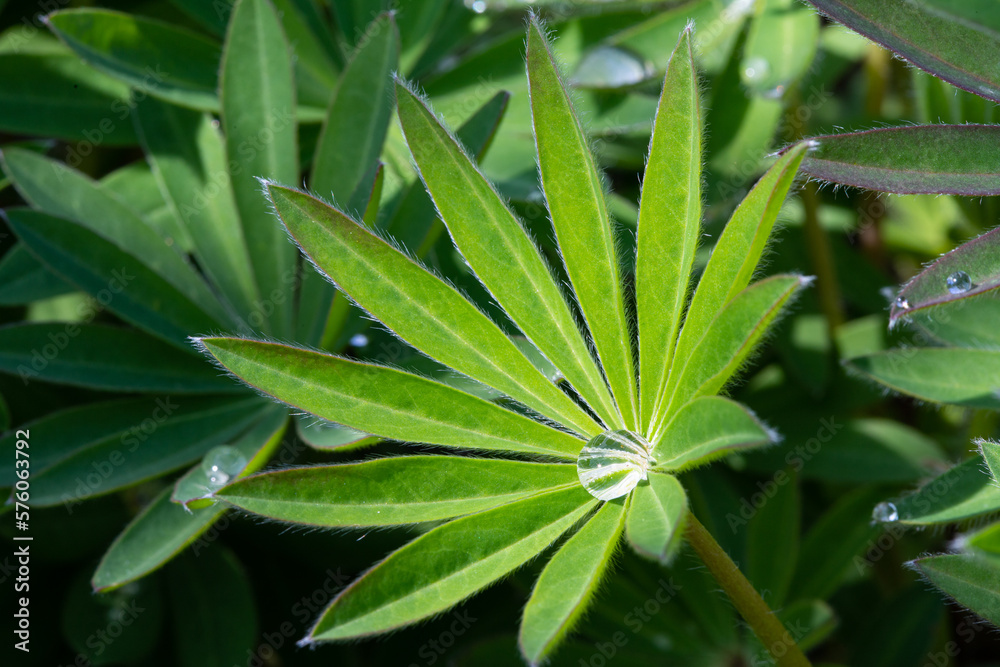 Blatt einer Lupine mit Wassertropfen im Zentrum Blatt einer Lupine mit Wassertropfen im Zentrum