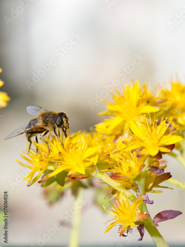 Bee collects nectar from the bright yellow flowers of sedum palmeri succulent plant, common drone fly