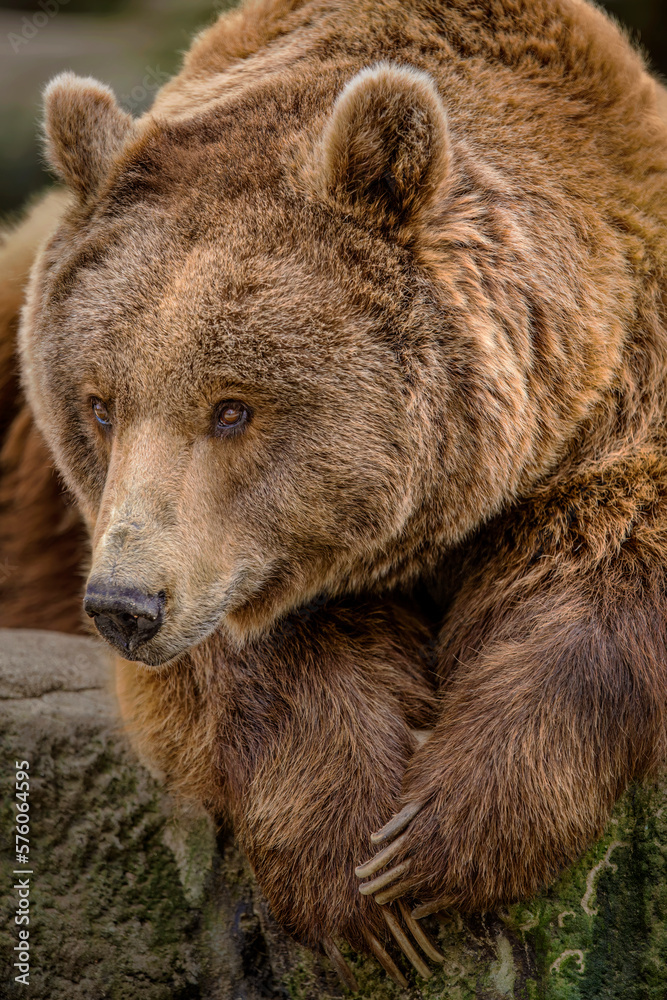 portrait of a grizzly bear with paws crossed