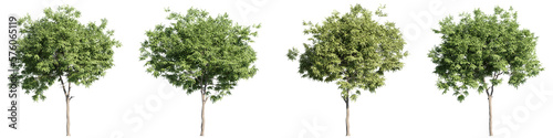Fototapeta set of American beech trees, 3d rendering, for illustration, digital composition