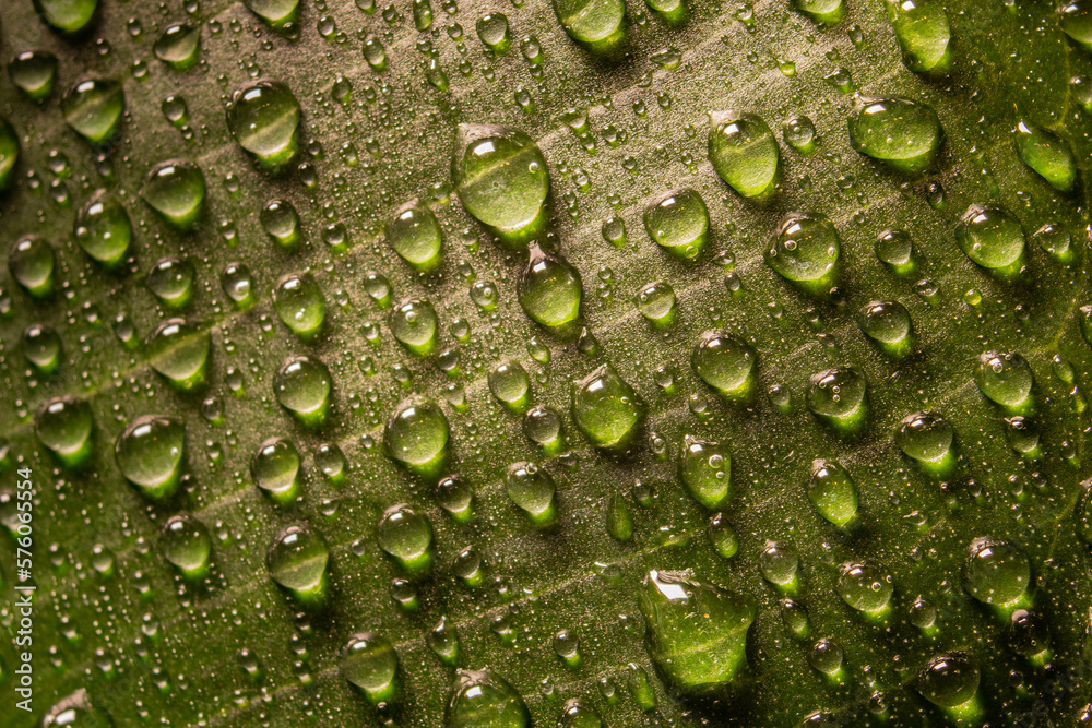 Fototapeta premium water drops on green leaf