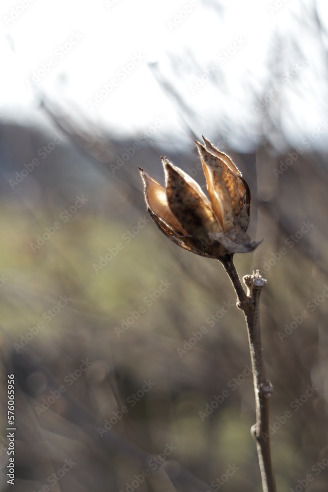 flower in the morning