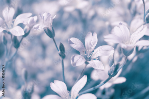 Beautiful soft white spring small flower the macro. Beautiful easy airy artistic image. Soft focus. Tinting in blue tones