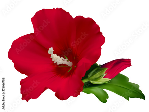 Tropical flower. Hibiscus. Green leaves. Floral pattern. Red. Isolated.