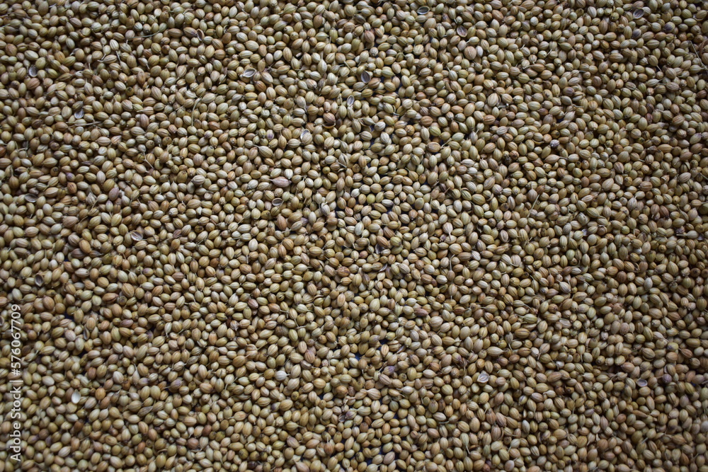 Raw whole dried Coriander seeds Raw whole dried Coriander seeds