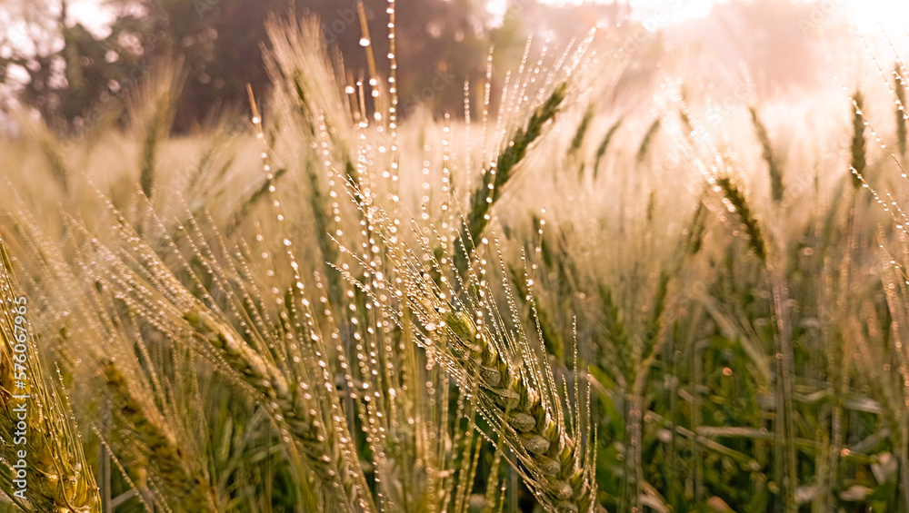 Green raw wheat on the field with morning sunny day vibe image