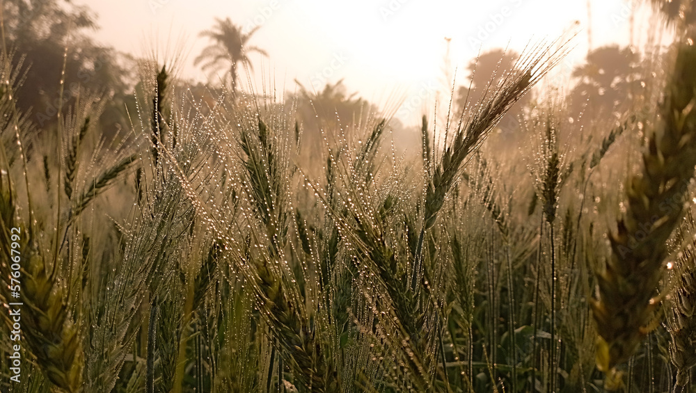 Green raw wheat on the field with morning sunny day vibe image Green raw wheat on the field with morning sunny day vibe image