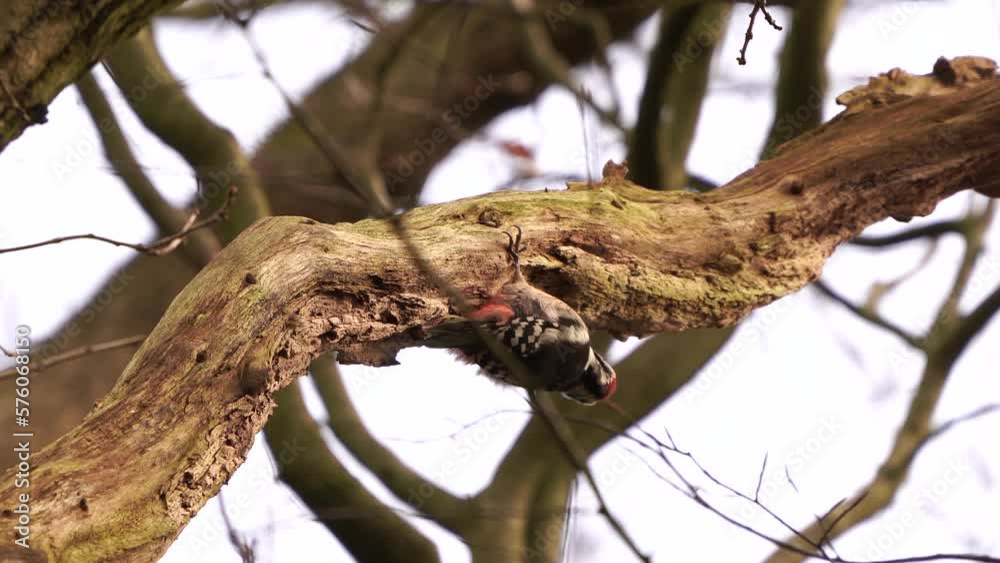 A middle spotted woodpecker (Dendrocoptes medius) foraging in a tree A middle spotted woodpecker (Dendrocoptes medius) foraging in a tree