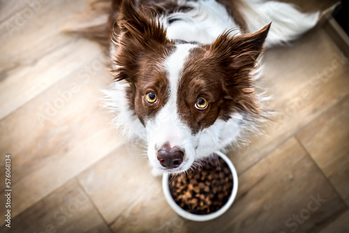 Dog food in bowl