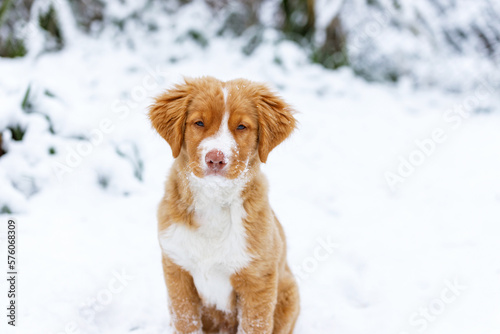 Red and white hair puppy sitting and looking into the camera on the white snow in the yard. The Nova Scotia Duck Tolling Retriever puppy on white background. Ginger Toller puppy in winter.