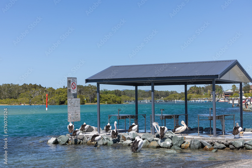 Ταπετσαρία gathering at fish cleaning station near boat ramp at Tuncurry in NSW Australia