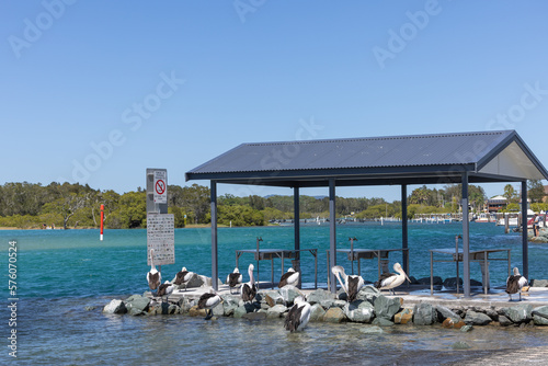 Photography gathering at fish cleaning station near boat ramp at Tuncurry in NSW Australia