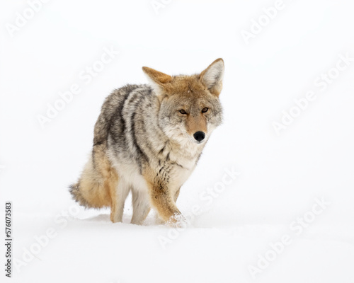 Coyote  Canis latrans  in winter snow  Yellowstone National Park  Wyoming