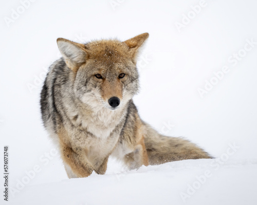 Coyote  Canis latrans  in winter snow  Yellowstone National Park  Wyoming