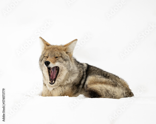 Coyote  Canis latrans  in winter snow  Yellowstone National Park  Wyoming