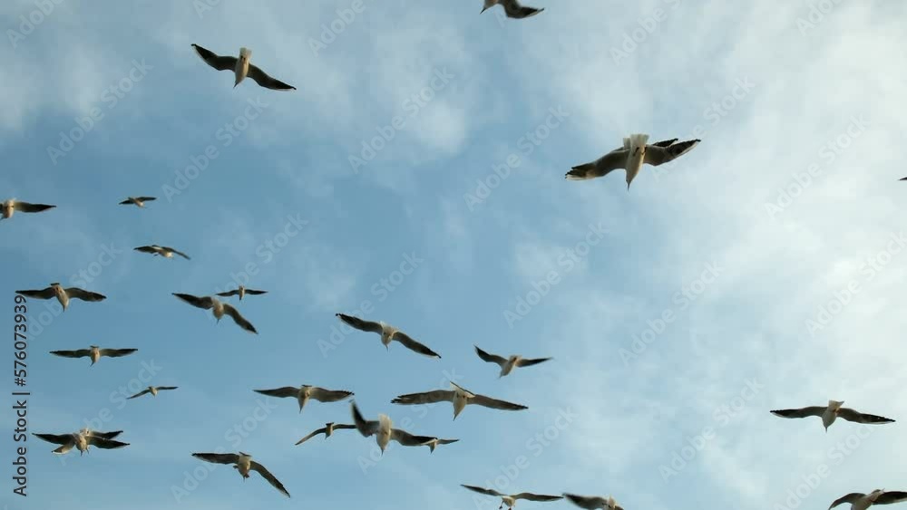 Seagulls are flying and catching thrown bagels in the sky in slow motion Seagulls are flying and catching thrown bagels in the sky in slow motion