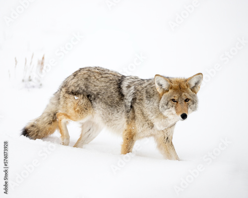 Coyote (Canis latrans) in winter snow, Yellowstone National Park, Wyoming photo
