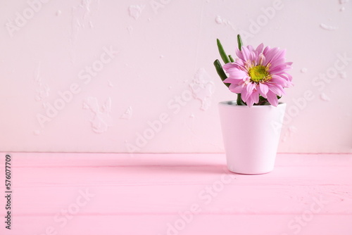 Fototapeta Naklejka Na Ścianę i Meble -  Green home plant in white pot in pink table