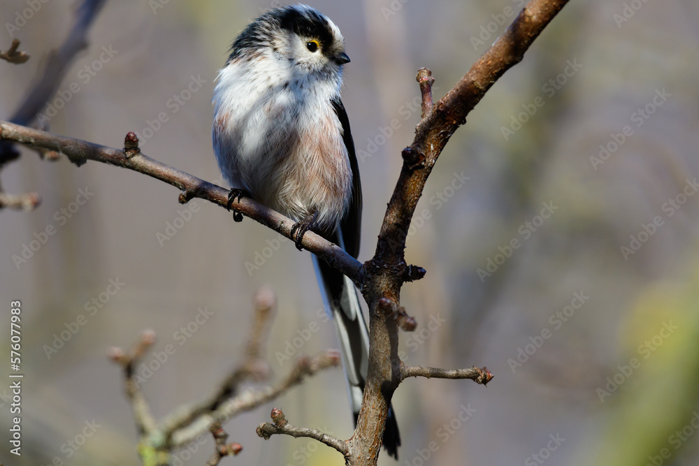 long tailed tit in natural habitat aegithalos caudatus long tailed tit in natural habitat aegithalos caudatus