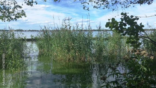 Müggelsee in Berlin, Germany with reed belt and view photo