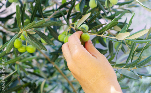 Farmer harvesting and picking olives, agricultural olive harvest season concept. Aegean or mediterranean traditional vegan breakfast food.