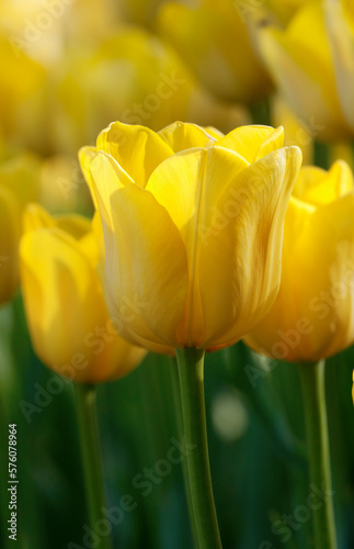 Yellow tulips