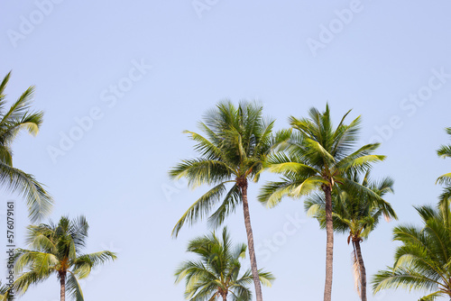 Coconut palm trees with blue sky