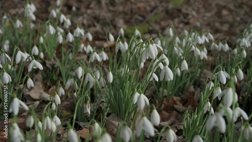 Patch of snowdrops floral on the forest ground