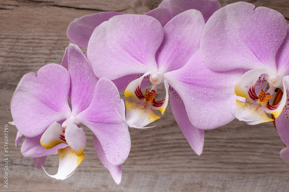 Fototapeta premium Beautiful delicate orchid flowers shot in soft light
